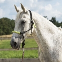 Nylonhalfter mit Leder unterlegt + amerikanischer Anbindestrick im Set