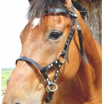 Side Pull biothane DMH-Equitation