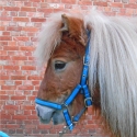 Licol shetland avec longe 1.25m Lamicell