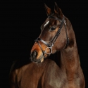Bridon muserolle combinée Horze Hunter Sparta Noir