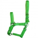 Licol cheval fluo DMH jaune orange vert bleu shetland au trait