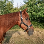 Lederhalfter Pferd EE