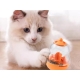 Jouet pour chat pour friandises