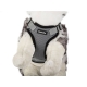 Kit harnais sans pression + laisse pour chien