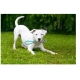 Jouet pour chien