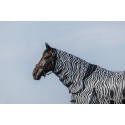Hemd RIDING WORLD - Belly Mesh - Combo