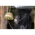Heublock HIPPOTONIC natur