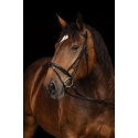 Bridon pour cheval de trait