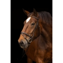 Bridon pour cheval de trait