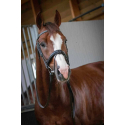 Trense Penelope Daily Vollblut