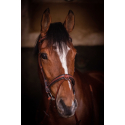 Bridon Penelope US Pur-sang/Cheval