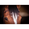 Bridon Penelope US Pur-sang/Cheval