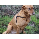 harnais-pour-chien-cuir-chic-dog-dmh-equitation