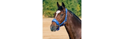 Licol cheval