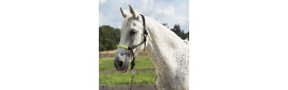 Ethologische Halfter