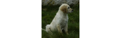CHIENS