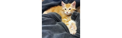 KATZEN